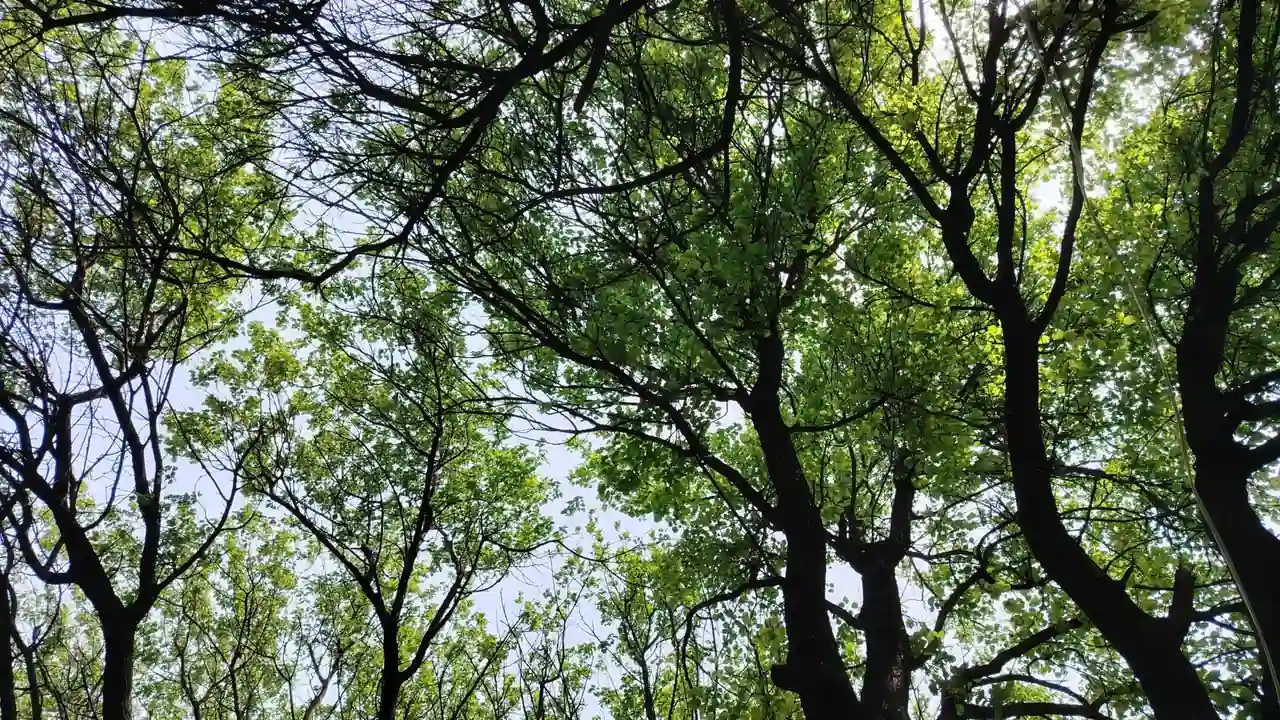 91手抓大雷安全观看方法与风险注意事项